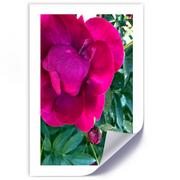 Plakaty - Plakat, Różowy duży kwiat (Rozmiar 60x90) - miniaturka - grafika 1