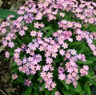 Nasiona i cebule - NIEZAPOMINAJKA ALPEJSKA RÓŻOWA - 0,3 GRAMA NASIONA - miniaturka - grafika 1