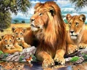 Malowanie po numerach - Norimpex Malowanie po numerach. Lwy 40 x 50 cm - miniaturka - grafika 1