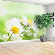 Fototapety - Fototapeta Stokrotka Zielony - miniaturka - grafika 1