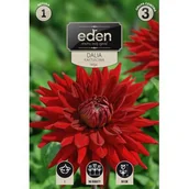 Nasiona i cebule - Dalia kaktusowa Helga 1 sztuka Eden - miniaturka - grafika 1