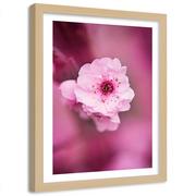 Plakaty - Obraz w ramie naturalnej FEEBY, Kwiat Wiśni Różowy Natura 60x90 - miniaturka - grafika 1