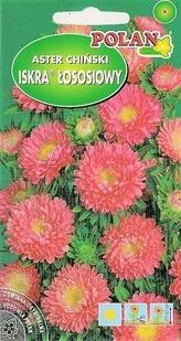 Aster półpełny Iskra łososiowy 1 g POLAN - Nasiona i cebule - miniaturka - grafika 1