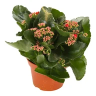 Nasiona i cebule - Żyworódka Kalanchoe czerwona 27cm - miniaturka - grafika 1