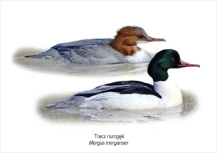 Tablica A4 Tracz nurogęś - Koliber - Pomoce naukowe - miniaturka - grafika 1