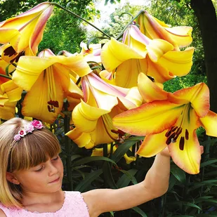 Lilia Drzewiasta Rising Moon 1 szt cebulki lilii - Nasiona i cebule - miniaturka - grafika 1