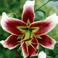 Nasiona i cebule - Lilia drzewiasta Leslie Woodriff 1 szt. cebule cebulki lilii lilie - miniaturka - grafika 1