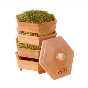 Kiełkownica gliniana pozioma Terra GEO Bavicchi / Bavicchi - Pojemniki kuchenne - miniaturka - grafika 1
