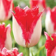 Nasiona i cebule - Tulipan Strzępiasty Sweets Paradise 5 szt cebulki Tulipany - miniaturka - grafika 1