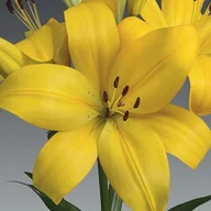 Nasiona i cebule - Lilia LA Hinault 1 szt. cebule cebulki lilii lilie - miniaturka - grafika 1