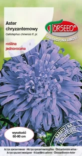 Nasiona Aster wysoki chryzantemowy jasnoniebieski - Torseed - Nasiona i cebule - miniaturka - grafika 1