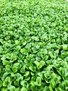 Toraf Rukiew wodna 100g Nas000415 - Nasiona i cebule - miniaturka - grafika 1