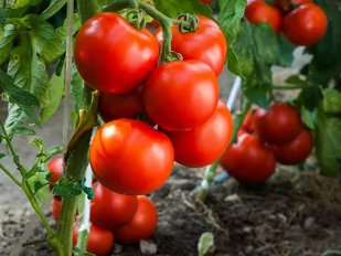 Nasiona Pomidor Gruntowy Solanum Lycopersicum L. Babinicz 1 Gram Plantico - Nasiona i cebule - miniaturka - grafika 1