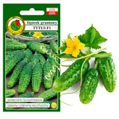 Nasiona i cebule - OGÓREK GRUNT. KONSERWOWY TYTUS NASIONA BEZ GMO 2g - miniaturka - grafika 1
