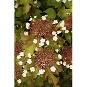 Sadzonki drzew krzewów - Kalina Sargenta Onondaga - miniaturka - grafika 1