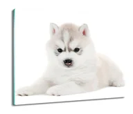 Deski do krojenia - ochrona na indukcję Szczeniak husky pies 60x52, ArtprintCave - miniaturka - grafika 1
