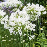 Nasiona i cebule - Agapanthus Agapant afrykański Alba 1 szt. doniczka - miniaturka - grafika 1