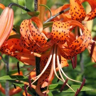 Nasiona i cebule - Lilia tygrysia Tigrinum 1 szt. cebule cebulki lilii lilie - miniaturka - grafika 1