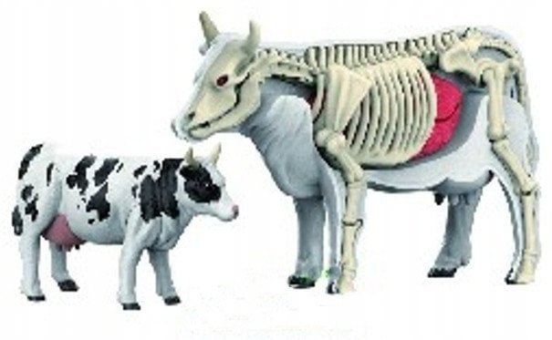 *****Model anatomiczny zwierzęta 2002266 22664