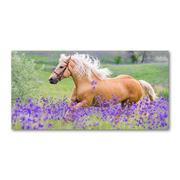Obrazy i zdjęcia na płótnie - Foto-obraz szklany Koń na polu lawendy - miniaturka - grafika 1