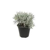 Kwiaty doniczkowe i cięte - Lawenda wąskolistna - miniaturka - grafika 1