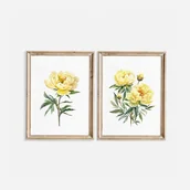 Obrazy i zdjęcia - Żółte Piwonie - Zestaw dwóch grafik - miniaturka - grafika 1