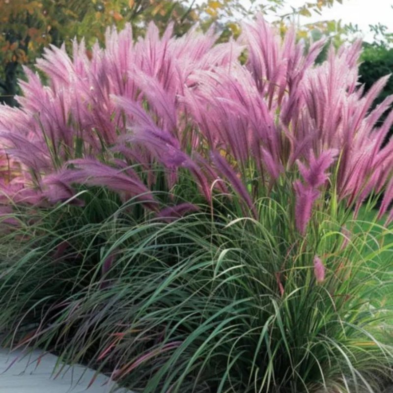 kwiatydonice Rozplenica japońska - Pennisetum alopecuroides 'Red Head'
