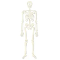 Halloween - Ozdoba halloweenowa - szkielet, s, 1kpl. - miniaturka - grafika 1