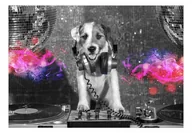 Fototapety - Fototapeta - Pies DJ (rozmiar 100x70) - miniaturka - grafika 1