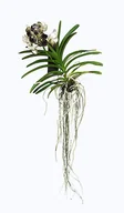 Kwiaty doniczkowe - Storczyk orchidea Vanda melanż - miniaturka - grafika 1