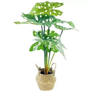 Alokazja, kwiat sztuczny w koszyku - Sztuczne kwiaty - miniaturka - grafika 1