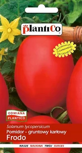 NASIONA Pomidor Gruntowy Karłowy Frodo 1g PLANTICO 405547 - Nasiona i cebule - miniaturka - grafika 1