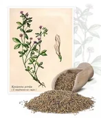 Nasiona i cebule - Koniczyna perska 1 kg - miniaturka - grafika 1