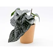 Sztuczne kwiaty - Roślina w doniczce - miniaturka - grafika 1