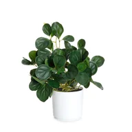 Sztuczne kwiaty - Roślina sztuczna TROPICAL ZONE pepperomia 43 cm HOMLA - miniaturka - grafika 1