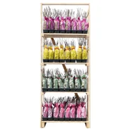 Róża pnąca w balocie wys. 35 cm