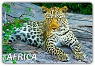 Magnesy - Afryka - Lampart - Zwierzęta - Magnes Na Lodówkę - miniaturka - grafika 1