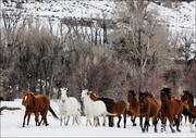 Plakaty - A mixed herd of wild and domesticated horses frolics on the Ladder Livestock ranch, at the Wyoming-Colorado border., Carol Highsmith - plakat 84,1x59, - miniaturka - grafika 1