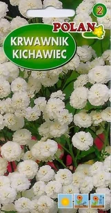 Krwawnik kichawiec biały 0.1 g POLAN - Nasiona i cebule - miniaturka - grafika 1