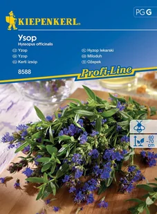 Hyzop Lekarski Ysop 8588 (St) - Nasiona i cebule - miniaturka - grafika 1