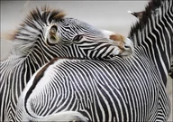 Plakaty - Galeria Plakatu, Plakat, Zebra, 59,4x42 cm - miniaturka - grafika 1