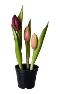 Tulipany silikonowe jak żywe fioletowe w doniczce 3 sztuki gumowe 24 cm zamknięte - Sztuczne kwiaty - miniaturka - grafika 1