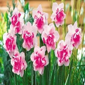 Nasiona i cebule - Narcyz Pełny Replete 5 szt narcyzy cebulki - miniaturka - grafika 1