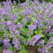 Nasiona i cebule - Nepeta recemosa Kocimiętka groniasta Grog 1 szt. doniczka P9 - miniaturka - grafika 1