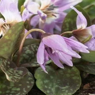 Nasiona i cebule - Erythronium Psiząb Lilac Wonder 1 szt cebulki - miniaturka - grafika 1