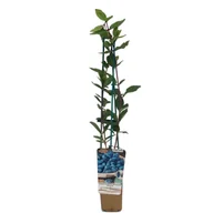 Sadzonki drzew krzewów - Jagoda kamczacka C1 mix - miniaturka - grafika 1