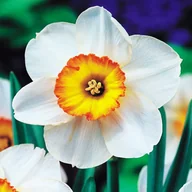 Nasiona i cebule - Narcyz Wielkoprzykoronkowy Flower Record 5 szt. - miniaturka - grafika 1