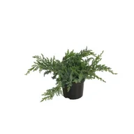 Kwiaty doniczkowe - Jałowiec Schlagier don. 2 l - miniaturka - grafika 1