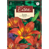 Nasiona i cebule - Lilia azjatycka Rose Fire 3 sztuki Eden - miniaturka - grafika 1