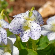 Nasiona i cebule - Fiołek motylkowaty 'Freckles' (Viola sororia) Doniczka 1.0L - miniaturka - grafika 1